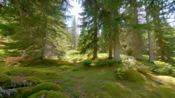 Forest ASMR healing video