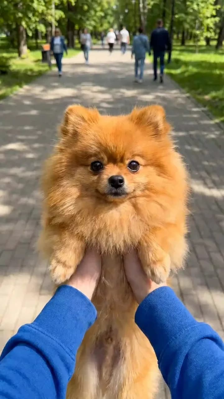 Dog POV Shot