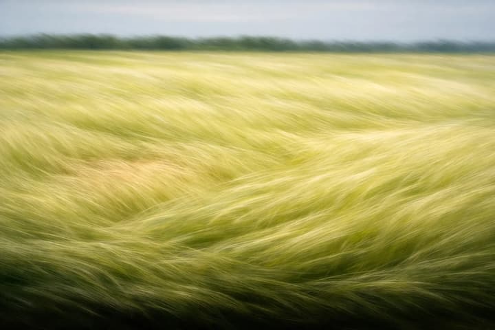 Wind-Swept Grass Field