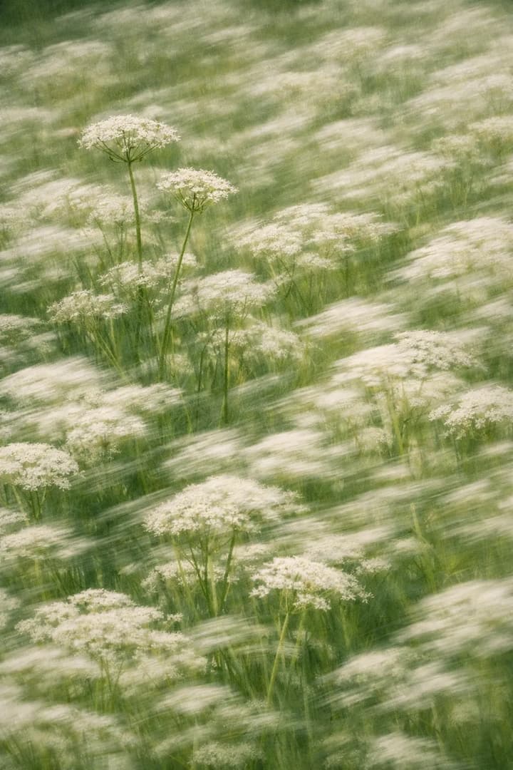 Dreamy Wildflower Field